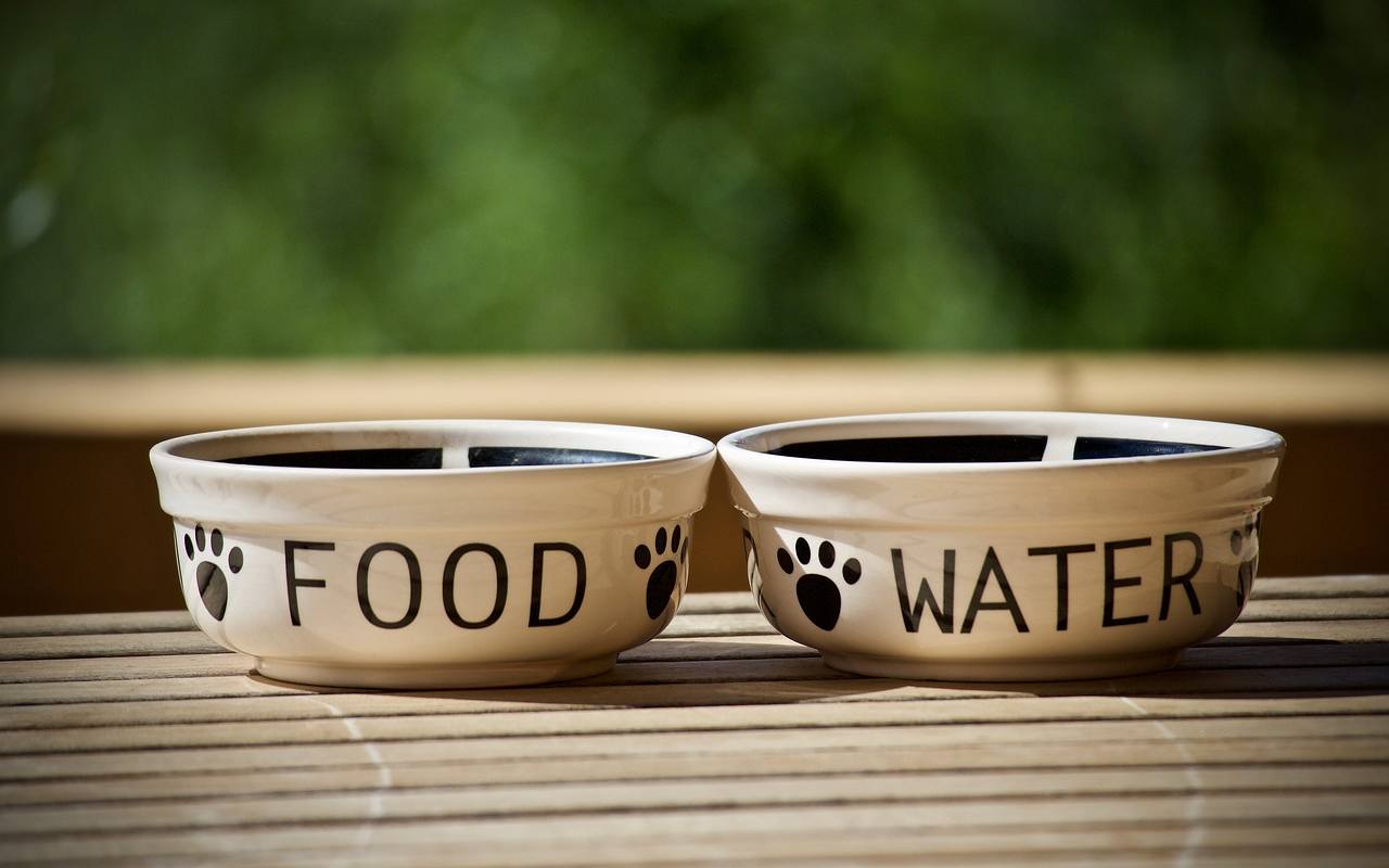 biscotti per cani fatti in casa