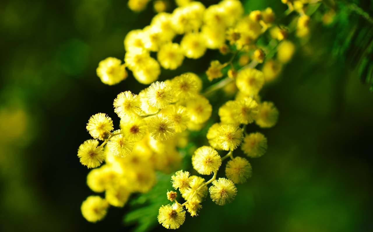 festa della donna