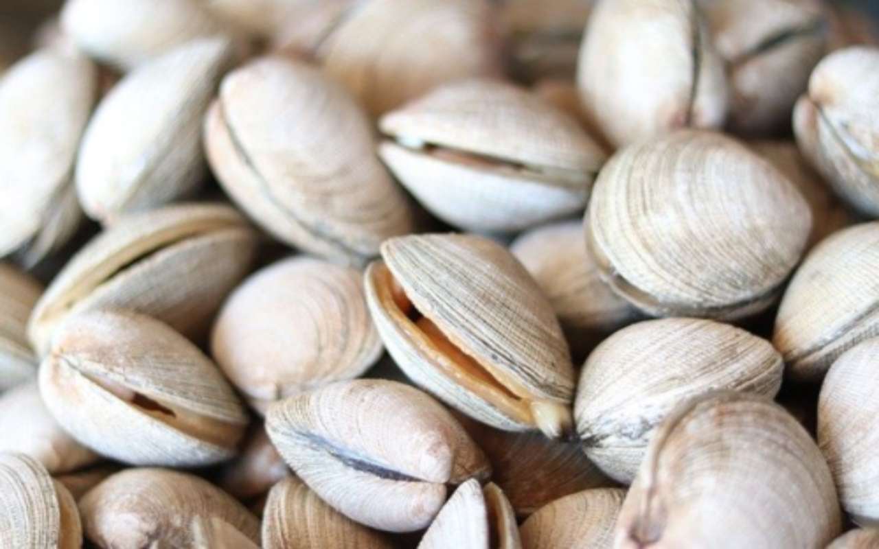 pulire le vongole