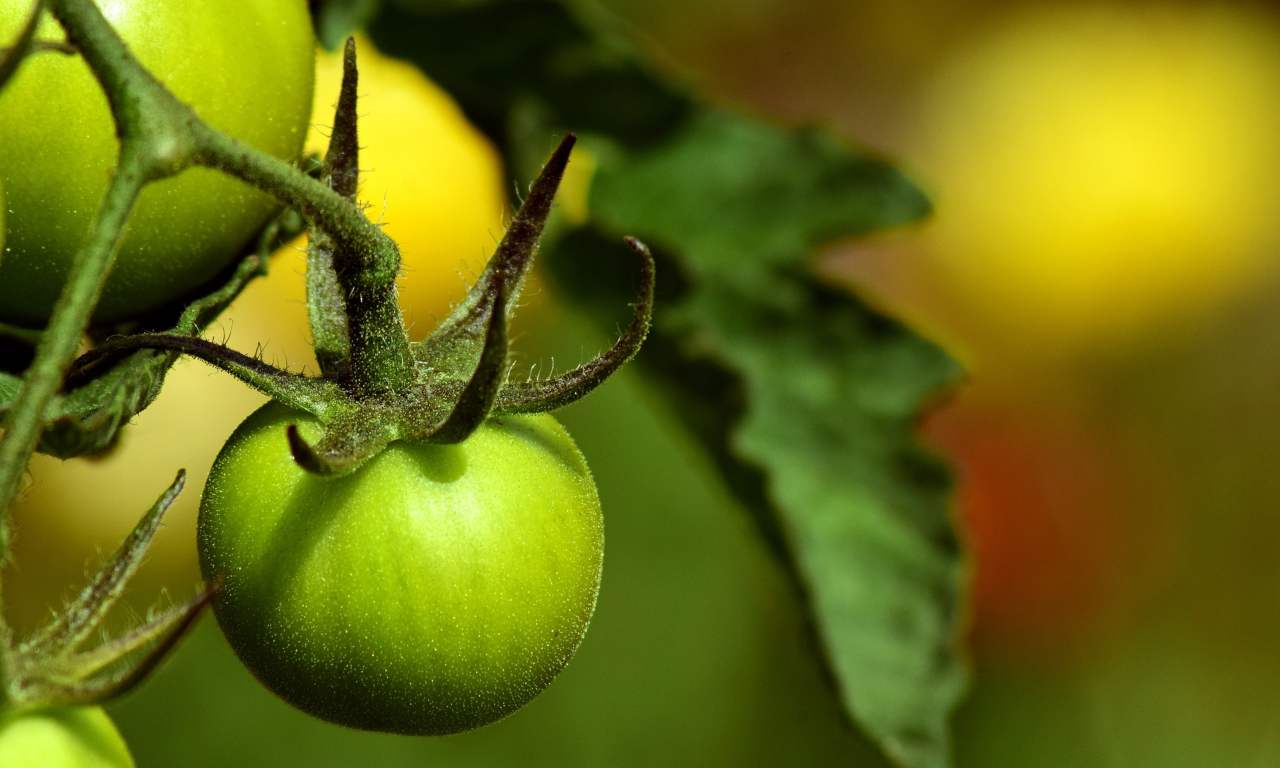 ricetta pomodori verdi fritti